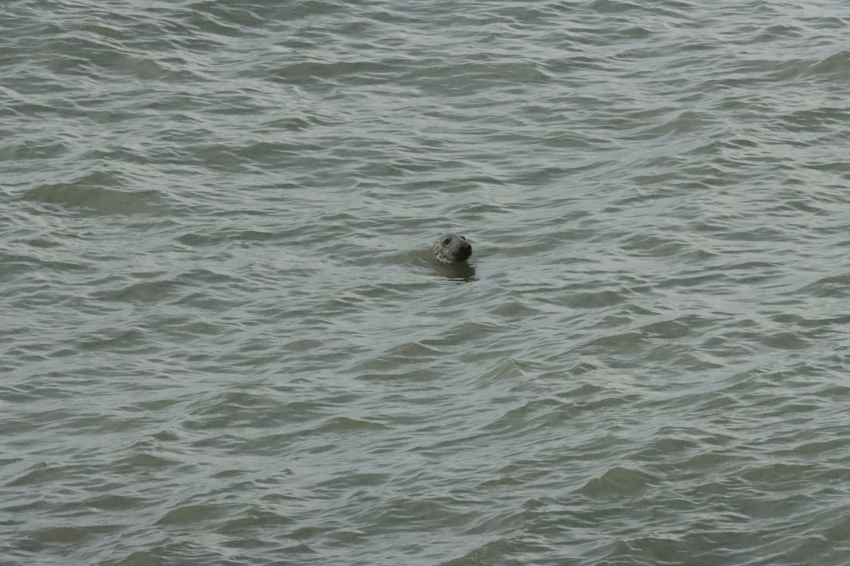 NbBexhill's tweet photo. @CarlBovisNature We went "Chough" in' looking for a few yesterday at #TreforSeaStacks &amp; drew a blank thought I'd swear I heard one in gale.

Didn't draw a complete blank mind...TwitterNatureComminity #TwitterPhotoCommunity #CanonEOS90D #seal https://t.co/zpFm1HwMMk