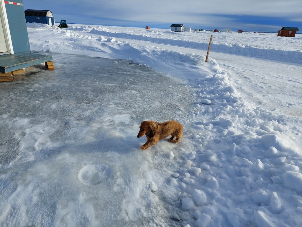 abLSWC's tweet photo. It's almost time to get your shacks off the ice! Remember to follow all the ice safety protocols! #watershedwiener #mascot #phildog #abwater https://t.co/6OZmvqjZaP