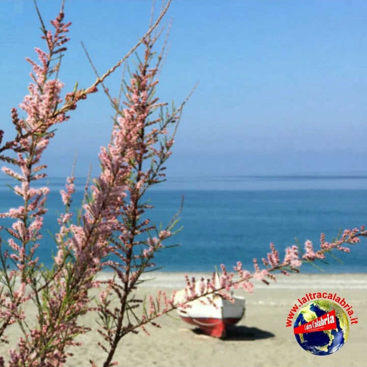 laltracalabria's tweet photo. La #spiaggia di #Fiumefreddo. #24marzo 2023.
✔ #FiumefreddoBruzio (#Cosenza). #mare #CalabriaDamare #CalabriaDaScoprire.
📰 L'altra #Calabria • #laltracalabria https://t.co/q3bKSLRhul