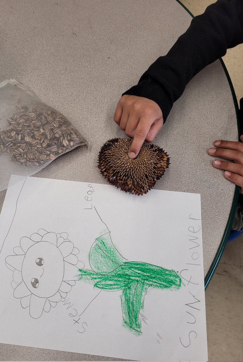 ❤️  How To Grow a Sunflower writing in kindergarten.  Easy to incorporate TPR and relia- dried sunflowers and seeds we w plant monday @D100Piper #wearepiper #somospiper