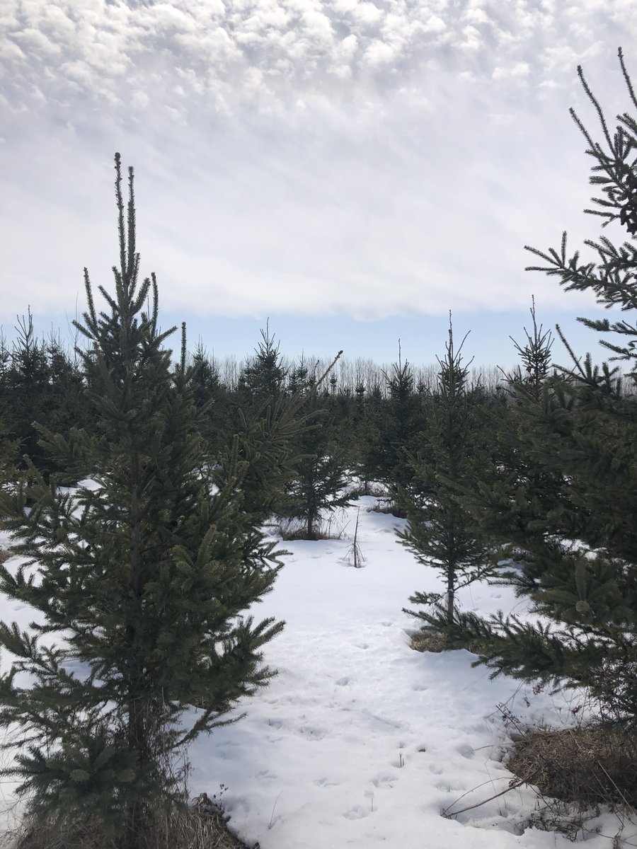 FastPheno tweet media