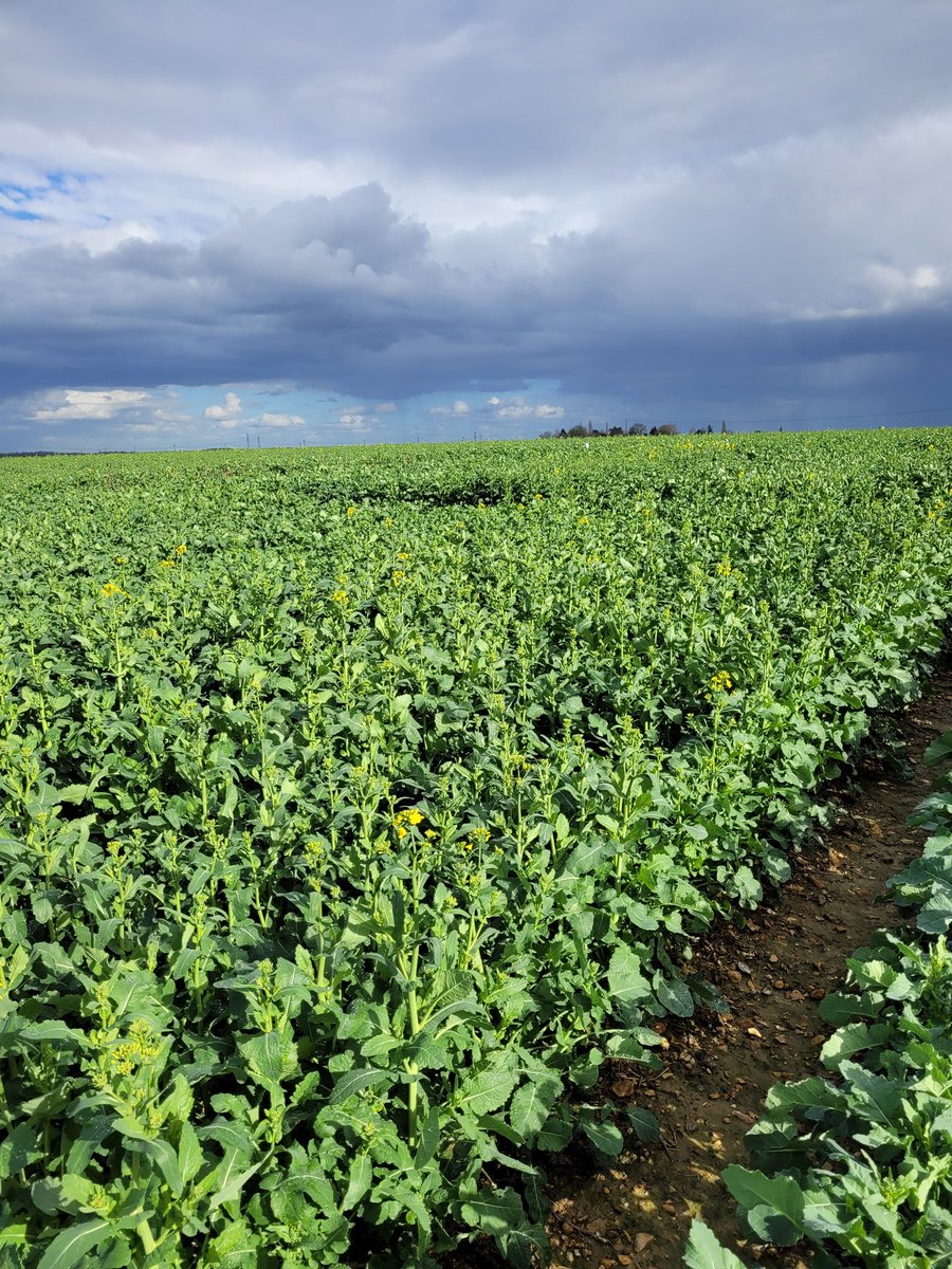 Essai <a href="/coopTBG/">Coopérative Terres Bocage Gâtinais</a> <a href="/val_epi/">Val’epi, service agronomie</a> très prometteur les variétés les plus hâtives commencent à fleurir