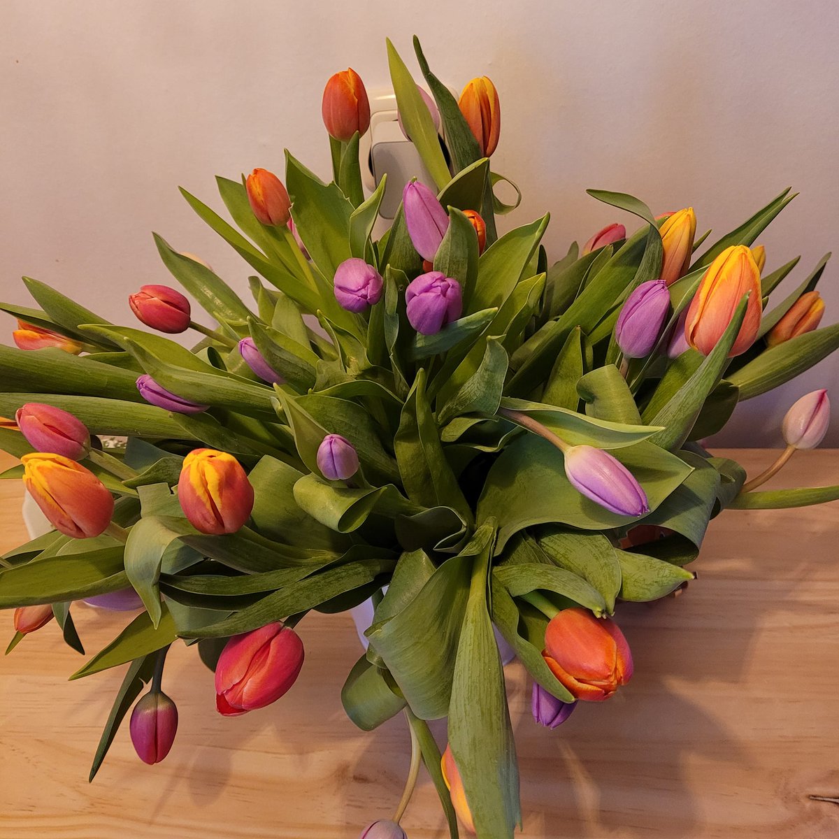 Lindakx947's tweet image. Tip toe through the tulips. 🎶🌷
#flowergeek #springflowers #colourmebeautiful 😊