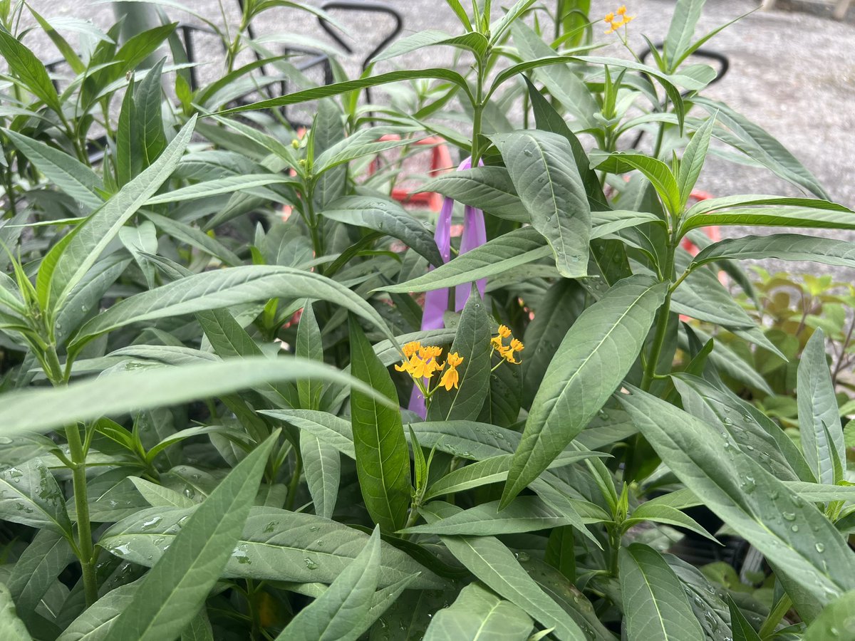 Lots of Gaura, tropical milkweed, &amp; my favorite, porterweed available <a href="/MobileGardens/">Mobile Gardens</a> Market Place today and Saturday from 10 till 2.  Pollinator attractors.