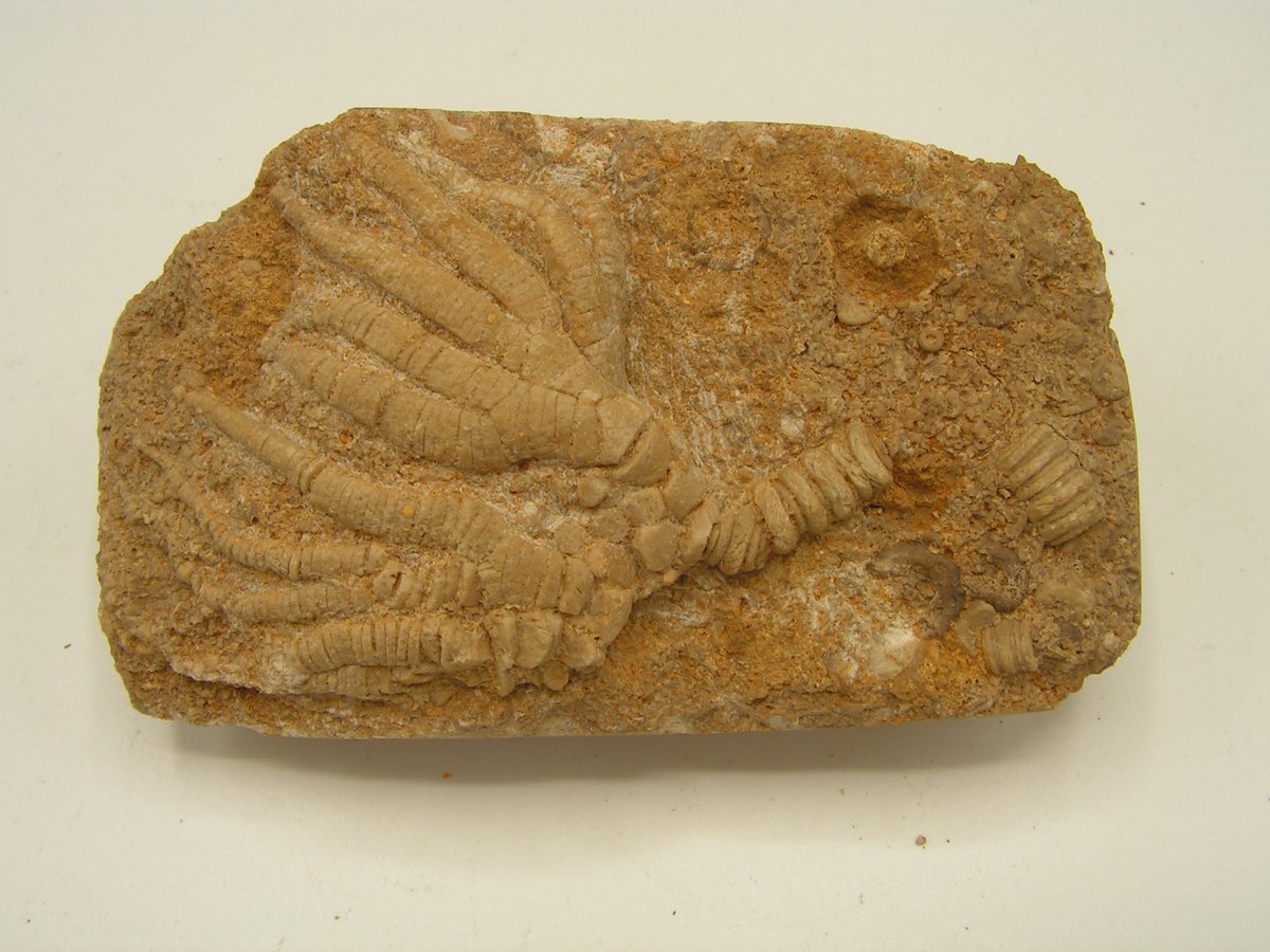Fossils in t'hills tweet media