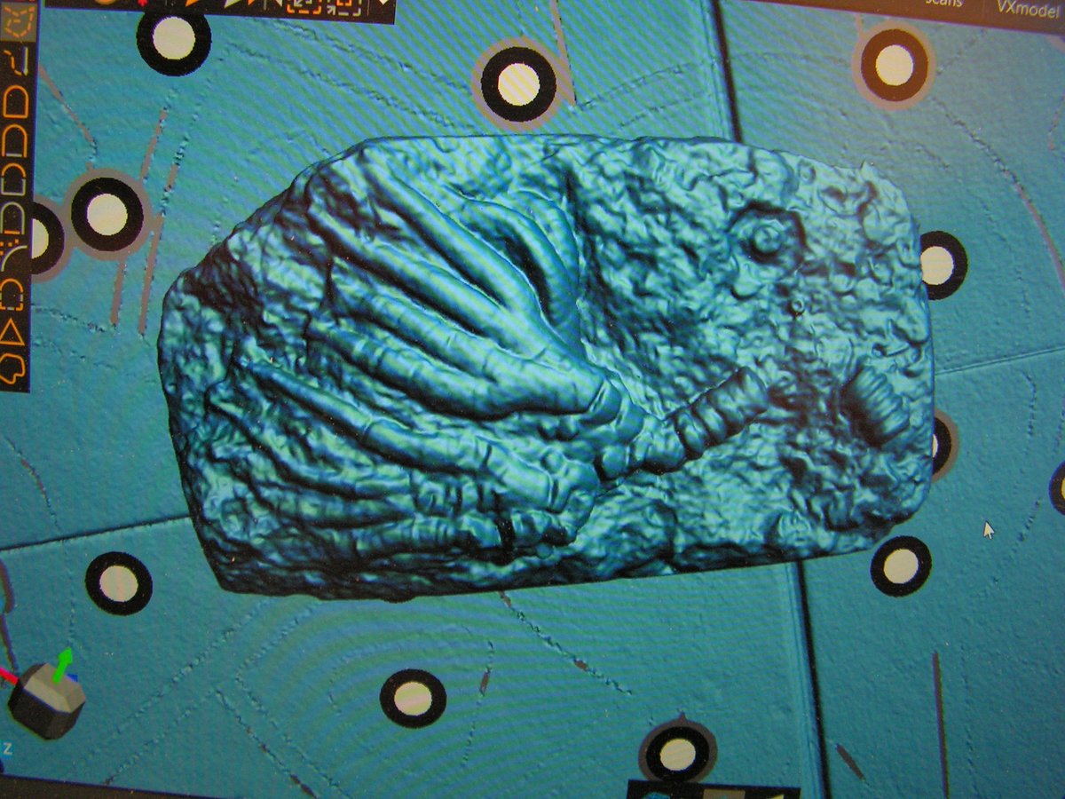 Fossils in t'hills tweet media