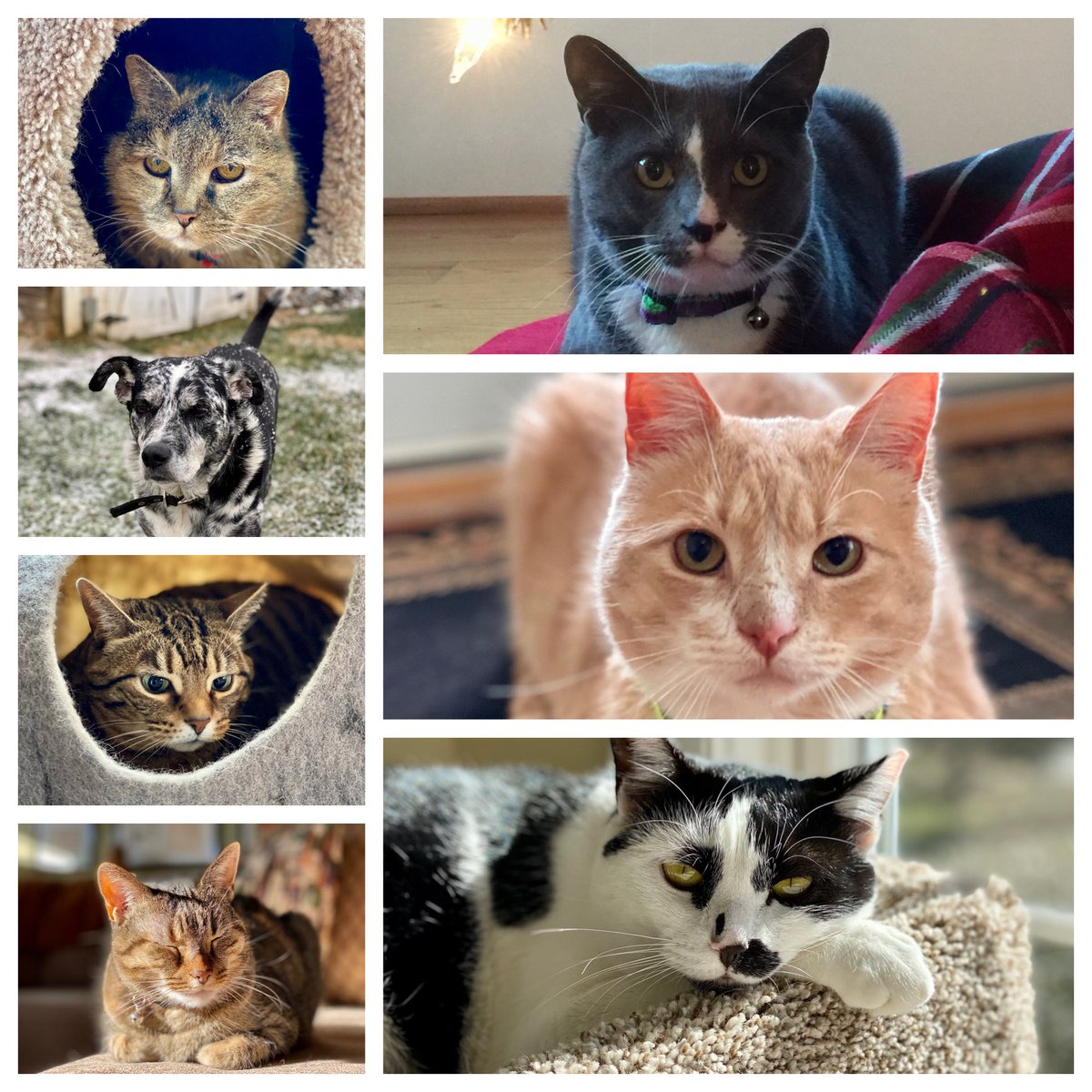 MissyBBBobtail's tweet photo. Meet the rest of the crew. ❤️ https://t.co/7rkIkHX5Wr