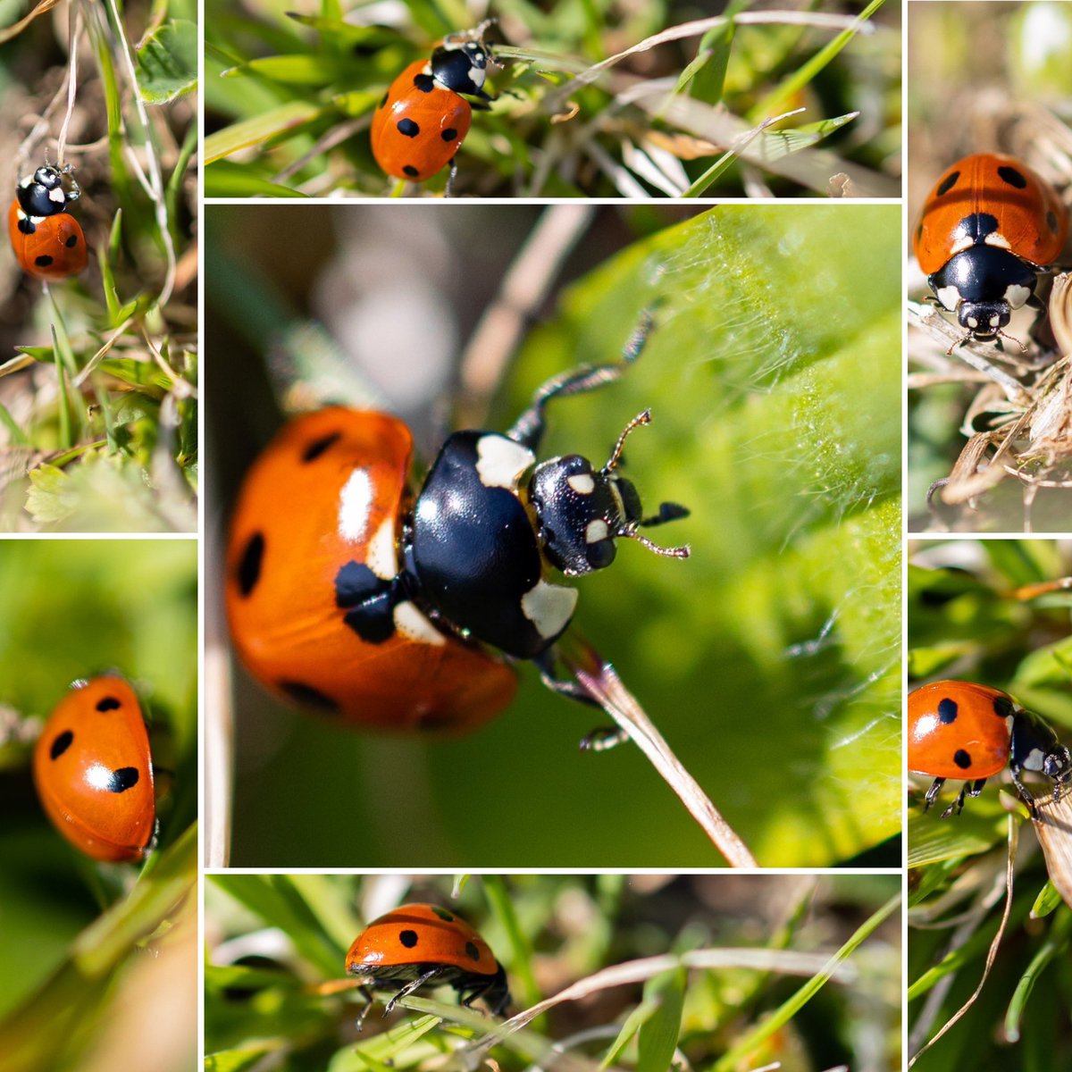 roscherrer's tweet photo. #marienkäfer #ladybug #macrophotography https://t.co/Er7j0K6pTg