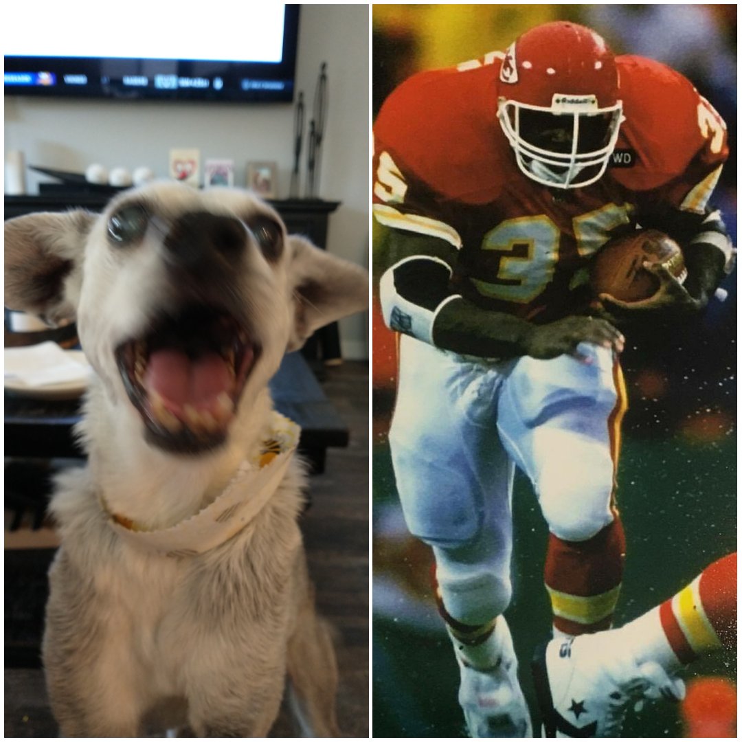 maple_menace's tweet photo. @ArrowheadAddict My dog Okoye and I both say The Nigerian Nightmare 👍 https://t.co/XtZ1o2JY5z