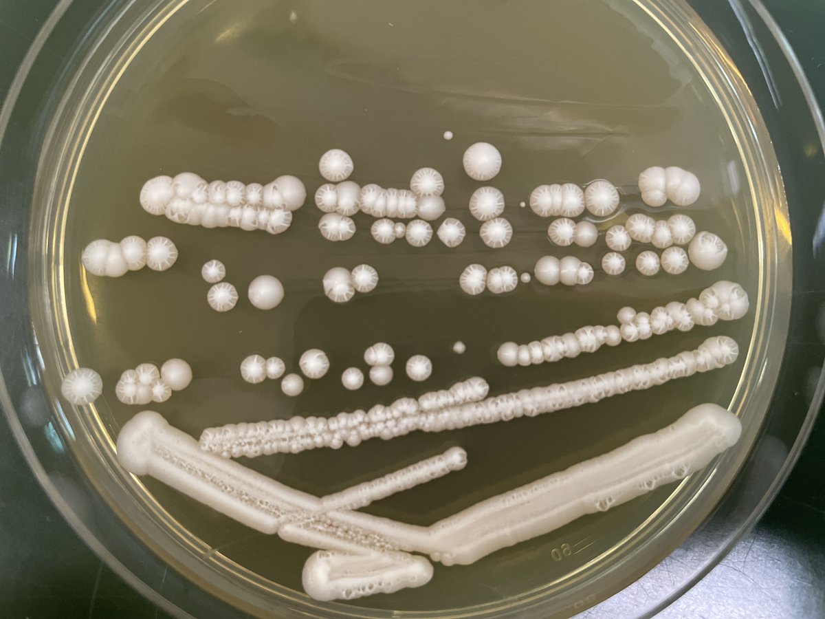 Stelkens Lab (@stelkenslab) on Twitter photo We have a 2-year postdoc position available in the Stelkens Lab! Join our yeast evolution and genomics team <a href="/Stockholm_Uni/">Stockholm University</a> in Sweden <a href="/Zoology_SU/">Department of Zoology</a> We have a 2-year postdoc position available in the Stelkens Lab! Join our yeast evolution and genomics team <a href="/Stockholm_Uni/">Stockholm University</a> in Sweden <a href="/Zoology_SU/">Department of Zoology</a>