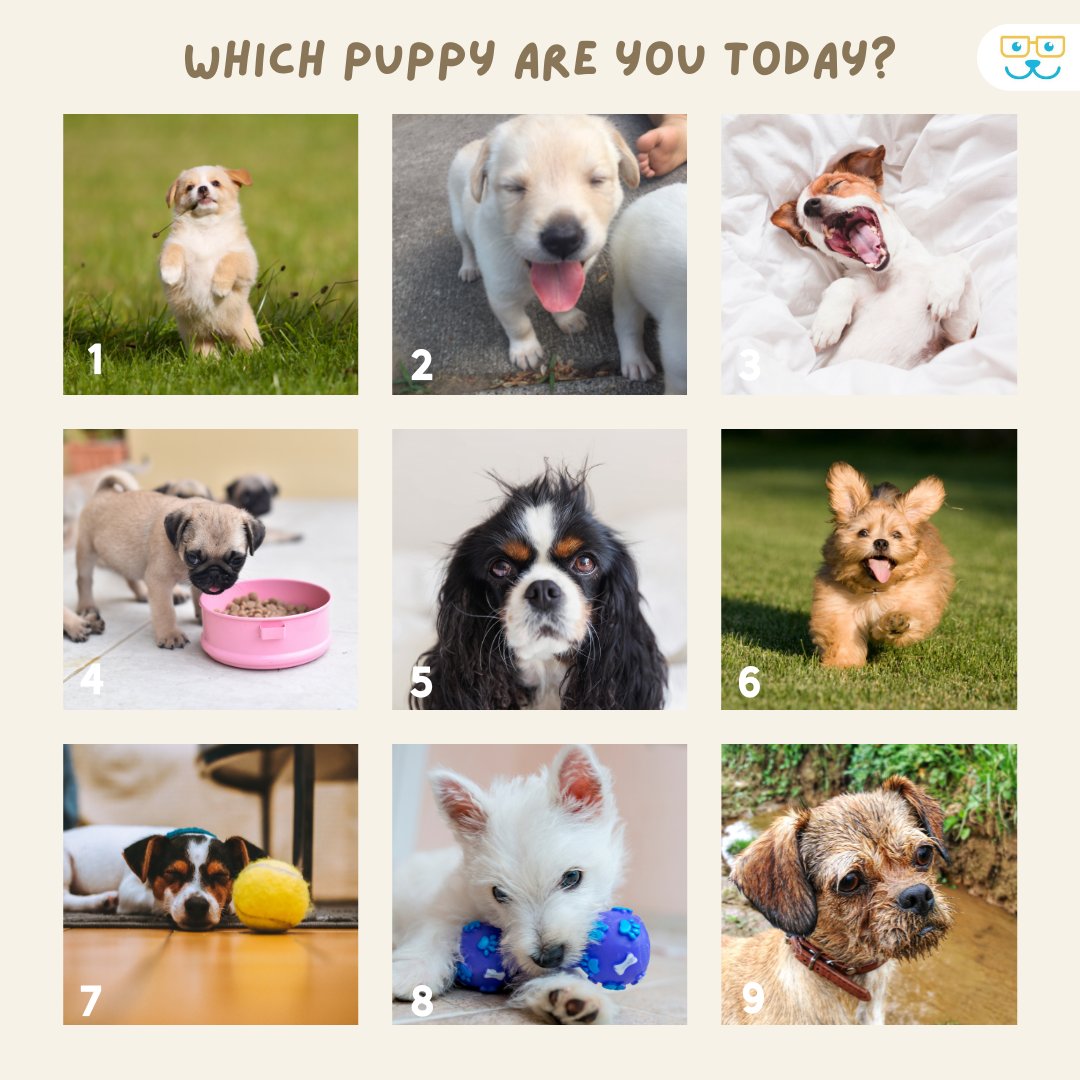 Which one are you? Tell us in the comments! 

#memes #dogmeme #funnydog #tagyourself #memes #dogmeme #funnydog #tagyourself