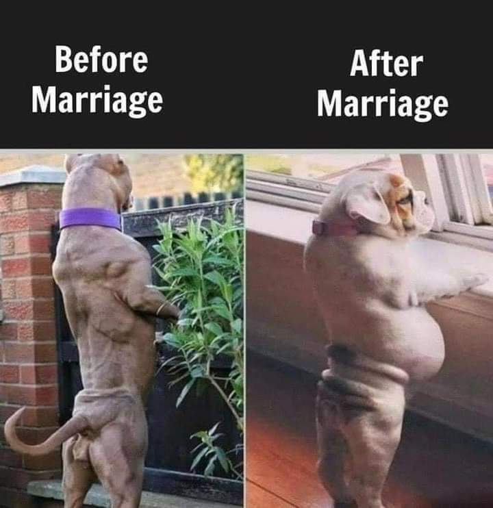 Rightly said😅😅

#bulldogmeme #funnydogs
#Englishbulldog