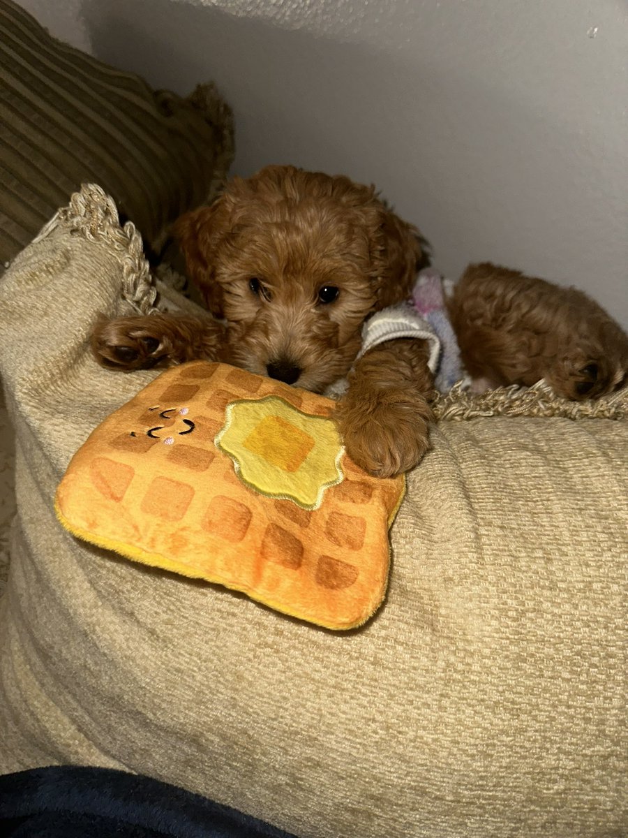 robert_gomez42's tweet photo. @dog_rates #NationalPuppyDay to my little puppers Waffles 🐶 https://t.co/5tuROpFCaz