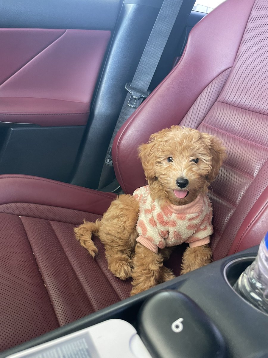 robert_gomez42's tweet photo. @dog_rates #NationalPuppyDay to my little puppers Waffles 🐶 https://t.co/5tuROpFCaz