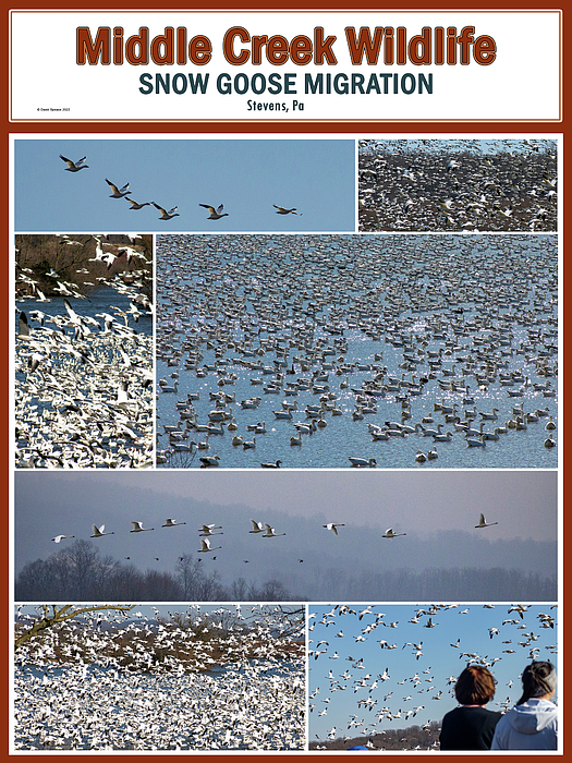 Davideeo's tweet photo. New artwork for sale! - "Middle Creek Wildlife Snow Goose MIgration" - https://t.co/Qr3WtMAqun @fineartamerica https://t.co/xSxQ5ppOtC