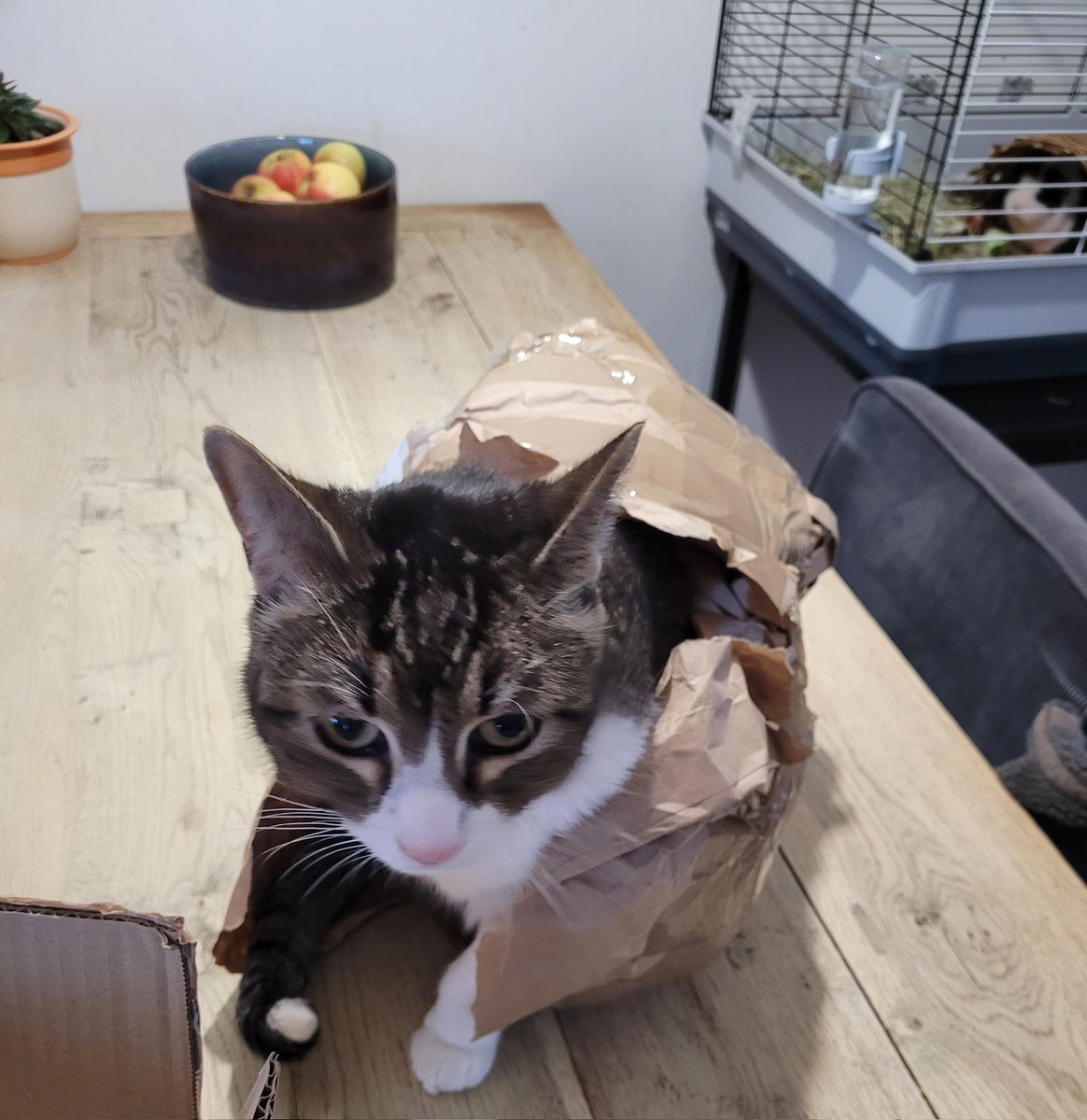 Benthe the boxcat🌈 and Miep🌈 tweet media