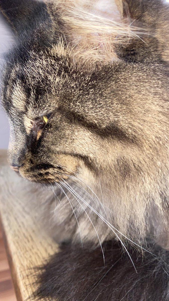 Benthe the boxcat🌈 and Miep🌈 tweet media