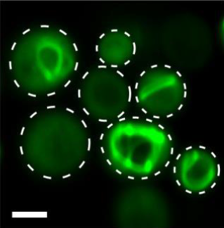 ScienceStowers's tweet photo. A recently published paper from the @HalfmannLab describes a method that uses cells as essentially very tiny test tubes for studying protein phase transitions, for example, when proteins self-assemble. Read more: https://t.co/fMoNhYCXAX

#innovation #ScienceTwitter https://t.co/epVs2U9Yce