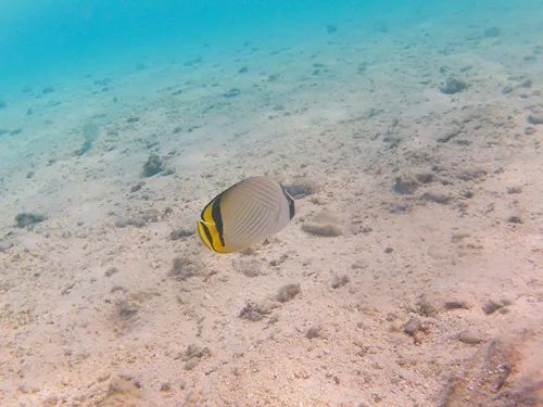 BaSnorkel's tweet photo. #Temae Beach is the best #beach on the main island of #Moorea . It is a 3,000 ft (900 m) long and has excellent #snorkeling with lots of #colorful #fish and colorful and healthy #corals. This was our favorite beach on Moorea. How did you like it? https://t.co/LtRH7xXn9X https://t.co/WT9xKSfR08