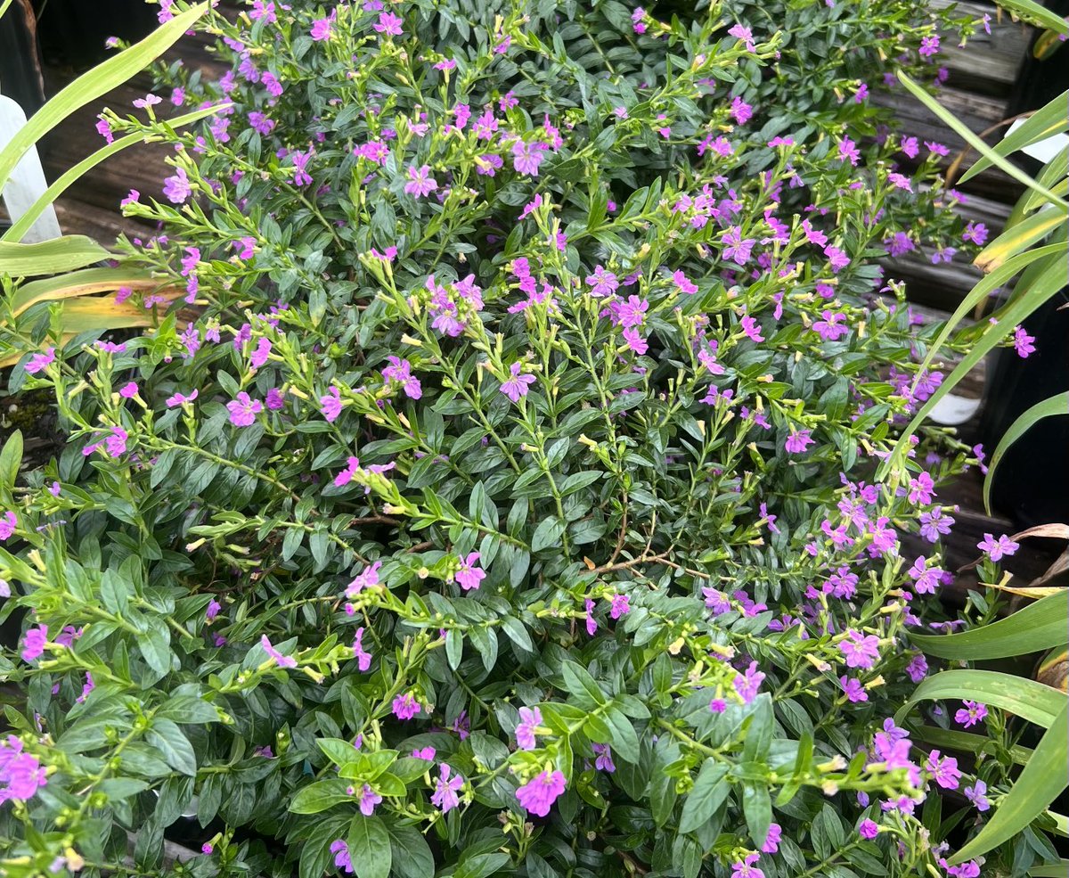 Were able to get some more very nice Mexican Heather for Sale ⁦<a href="/MobileGardens/">Mobile Gardens</a>⁩ Market Place. Bees are already working these pollinator attractors.