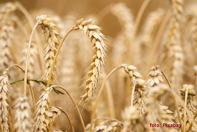 RRInternational's tweet photo. Comisia Europeană este dispusă să aloce mai multe #fonduri în sprijinul #fermierilor #români, dar şi al celor bulgari şi polonezi, afectaţi de importurile de cereale din #Ucraina. (1/2) https://t.co/LpqD1tzAP0