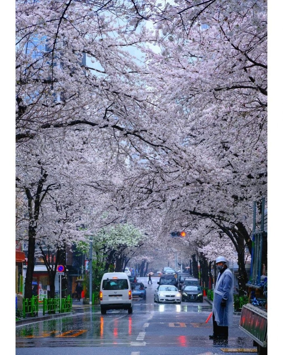 Naive715's tweet photo. Cherry blossoms in the rain https://t.co/JgxyziZQnz