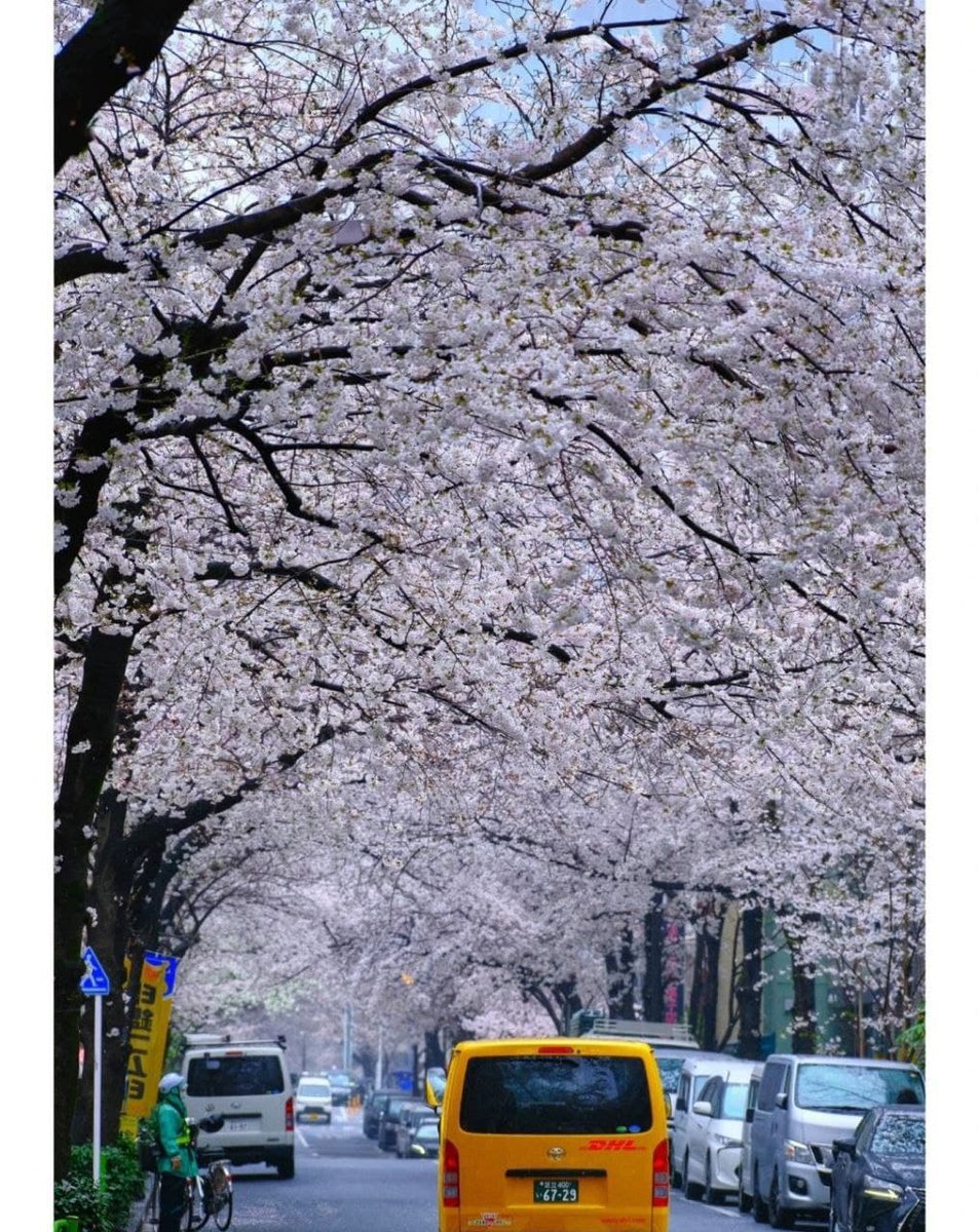 Naive715's tweet photo. Cherry blossoms in the rain https://t.co/JgxyziZQnz