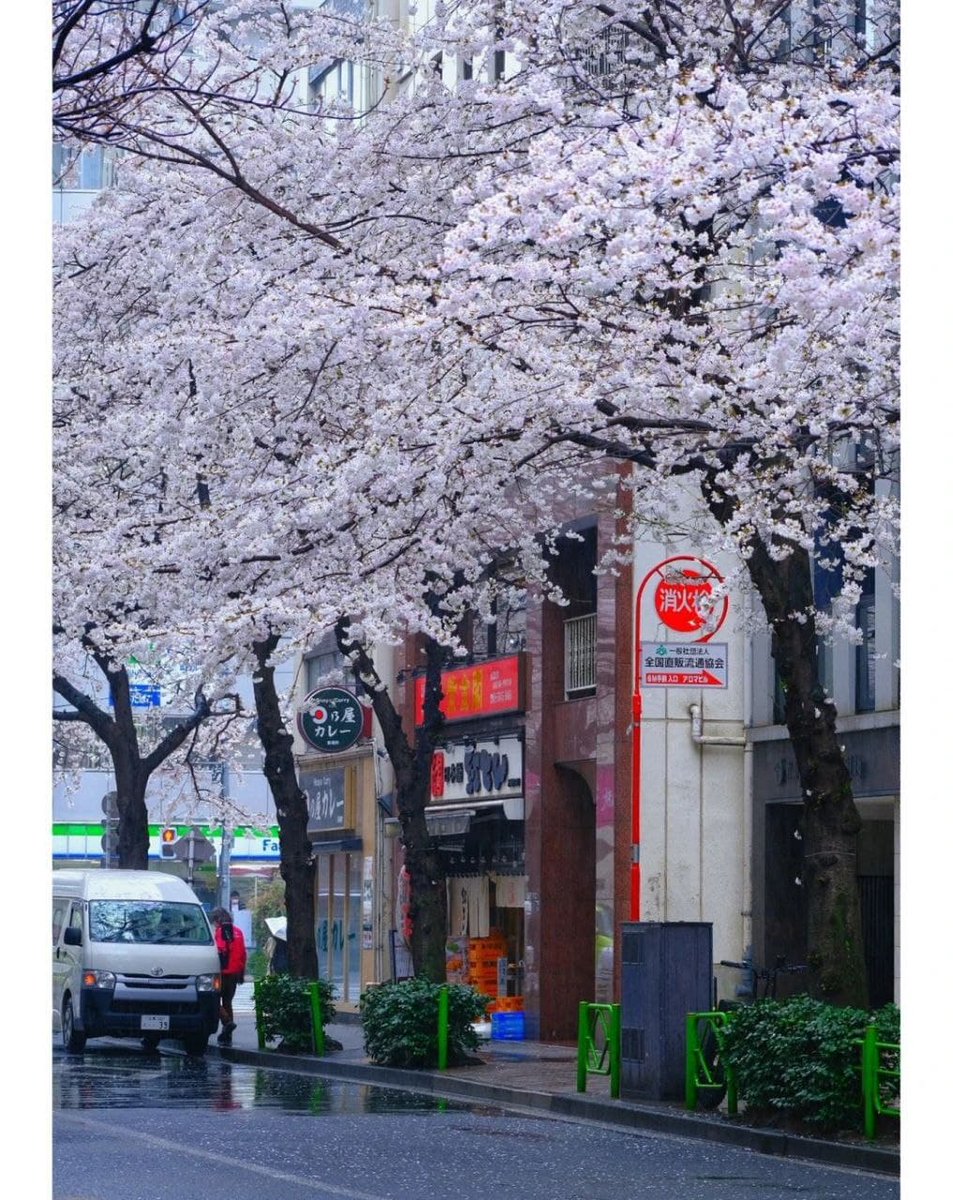 Naive715's tweet photo. Cherry blossoms in the rain https://t.co/JgxyziZQnz