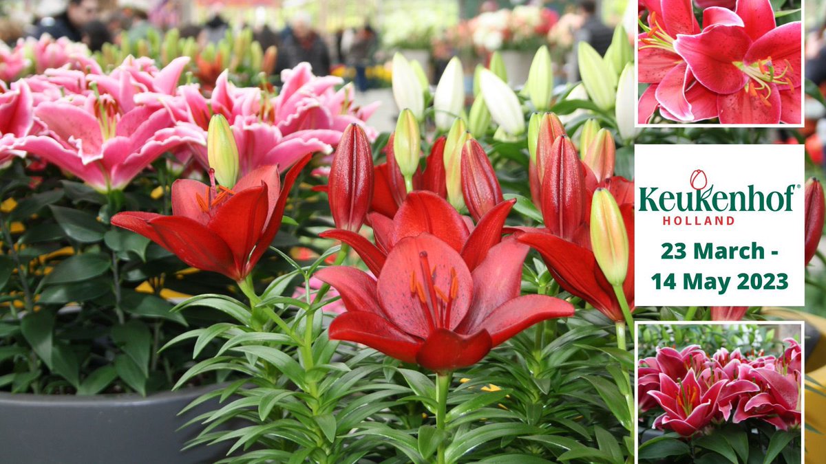 Visit our presentation at the Keukenhof. You can find us in the Willem-Alexander pavilion. #lilium #lilies #pottedlilie #keukenhof <a href="/SchieLilium/">Van Schie</a> <a href="/Potlilium/">Wetering Potlilium</a>
