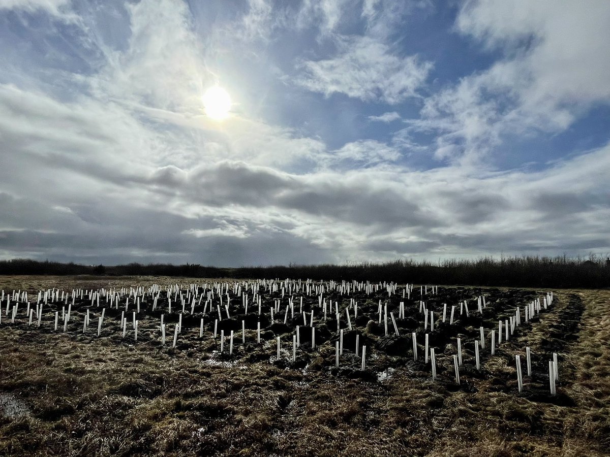 Great to see these trees taking root at Iochdair. They’ll provide shelter for the school, for the children, and for wildlife, plus food and habitat for our special Hebridean birds #IDigTrees #CommunityTreePlanting