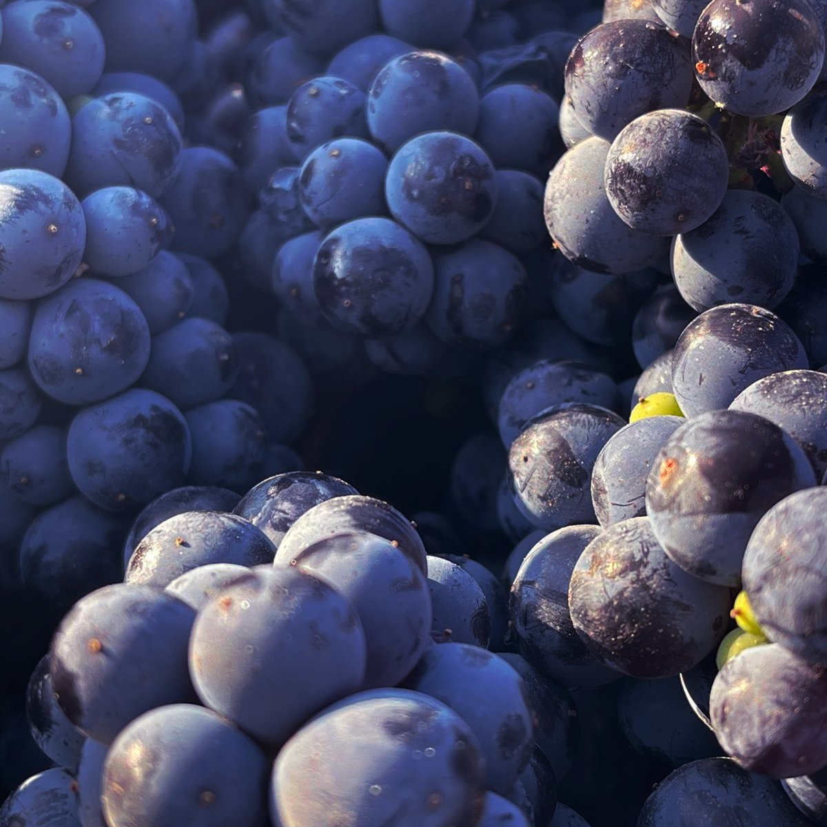 El #PinotNoir es conocido por ser una de las variedades más difíciles de cultivar, pero también una de las más gratificantes cuando se hacen bien. Nos enorgullece decir que hemos logrado capturar la verdadera esencia de estas uvas para nuestro #HumoBlanco Edición Limitada.