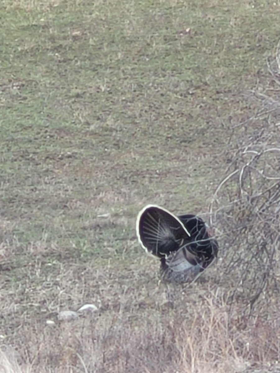 linkpuller's tweet photo. Just another day on the #farm .  You worry about #BanksCollapsing I worry which Tom turkey is bigger. https://t.co/FnpLZh3erp