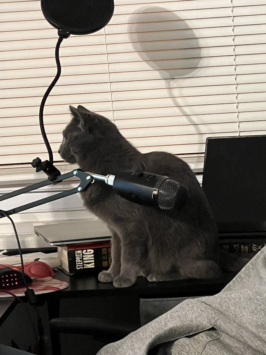 WordsOfFateVA's tweet photo. So we adopted a new kitty last night! Meet Sushi, the cutest little troublemaker 💕 https://t.co/VL3wMxMU2u