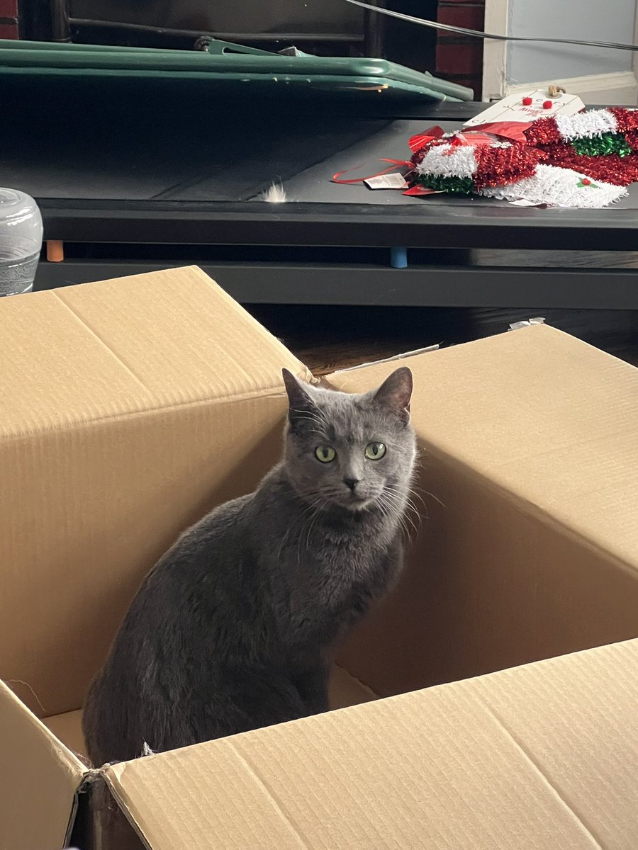 WordsOfFateVA's tweet photo. So we adopted a new kitty last night! Meet Sushi, the cutest little troublemaker 💕 https://t.co/VL3wMxMU2u