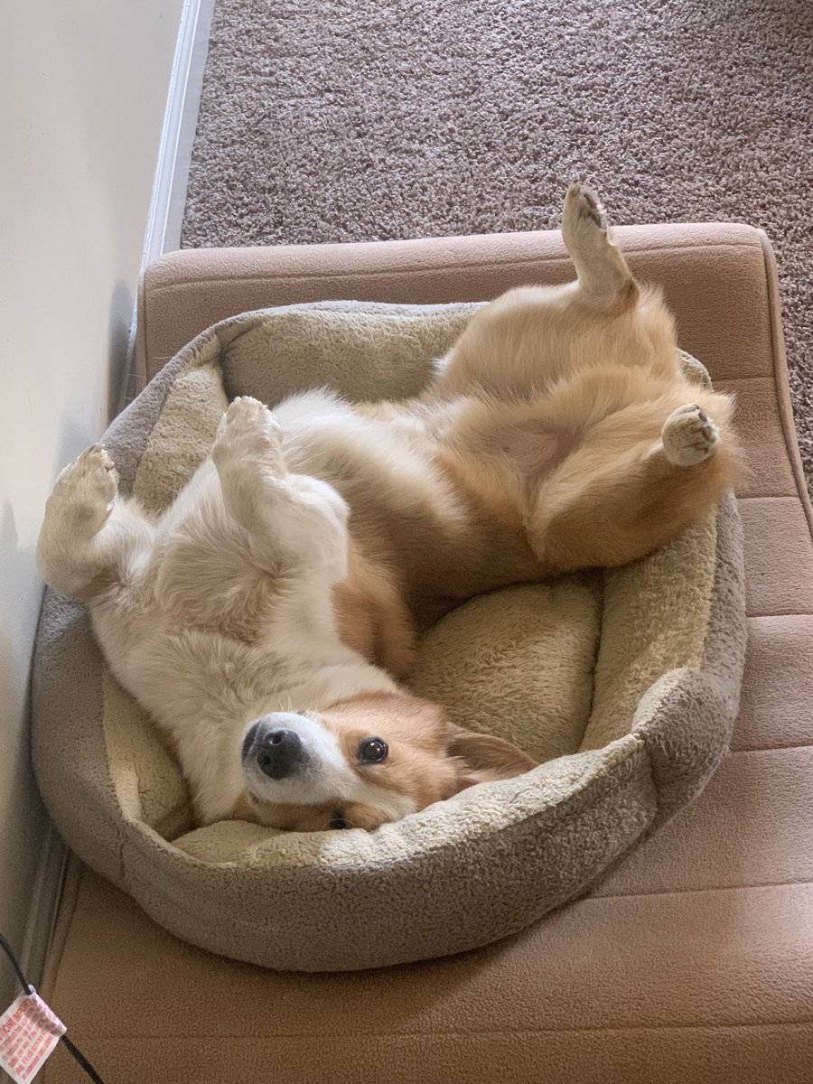 burke_se's tweet photo. Upside down puppy https://t.co/wDJwUk2Ixd