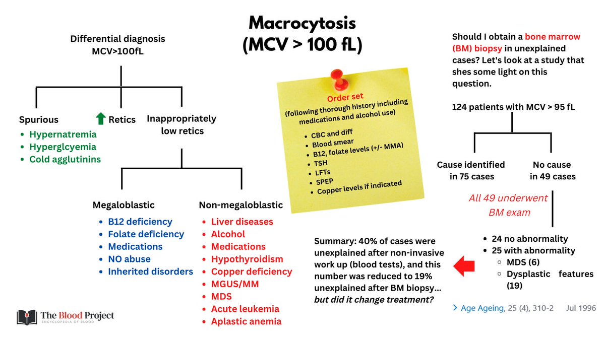 William Aird On Twitter AN APPROACH TO MACROCYTOSIS william-aird-on-twitter-an-approach-to-macrocytosis