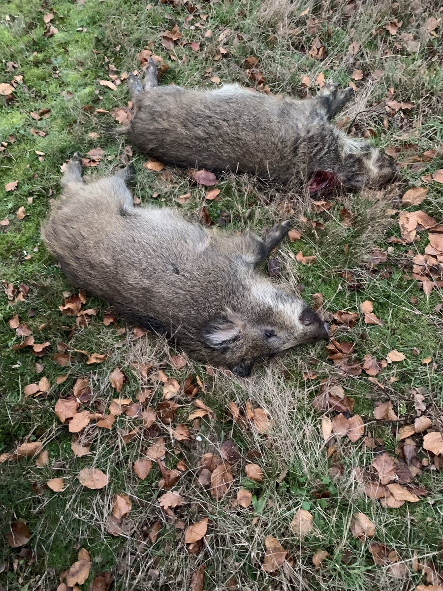 BoaEde_Victor's tweet image. Het is al weer zover,de klok wordt weer verzet. Nu naar de #zomertijd. Ons ritme verandert hierdoor maar de #dieren moeten hier even aan wennen. Voorkom een #aanrijding met #dieren. Overkomt het u toch: ☎️ 112 en de politie schakelt ons in voor de juiste afhandeling. @GemeenteEde