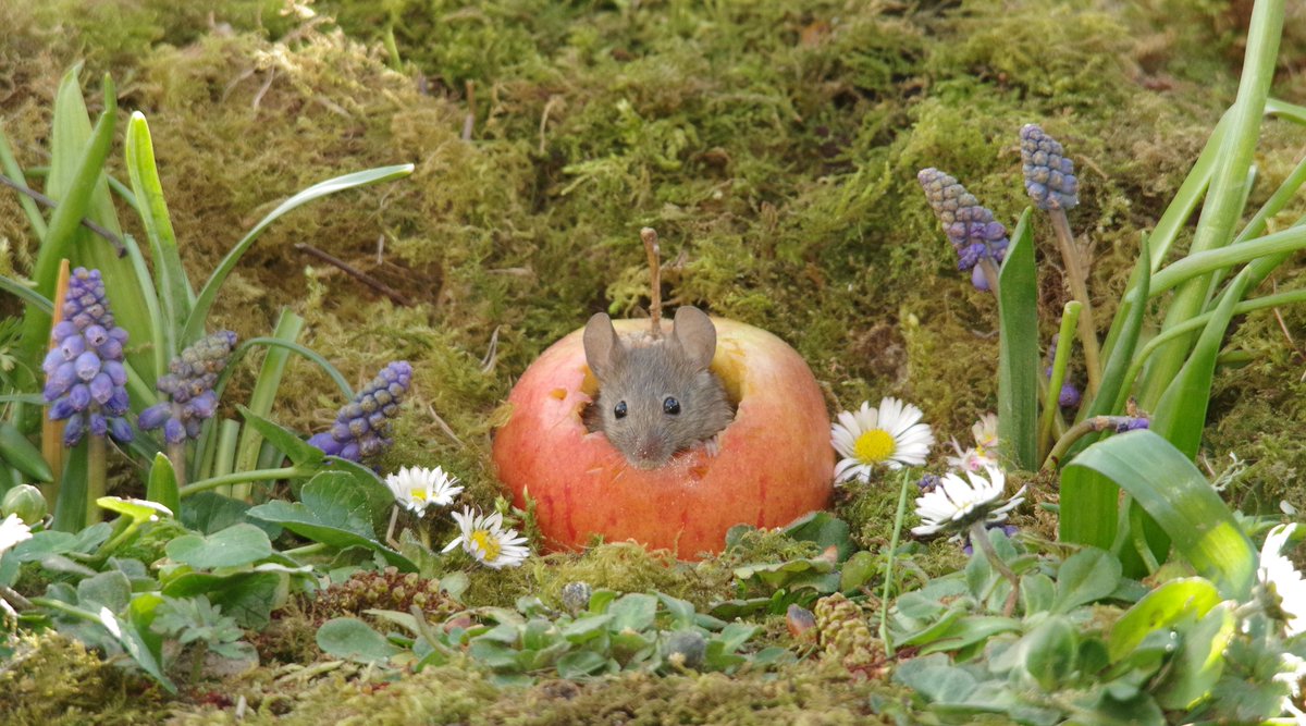 the Mouse in a log pile house Simon dell on Twitter "Apple Mouse"