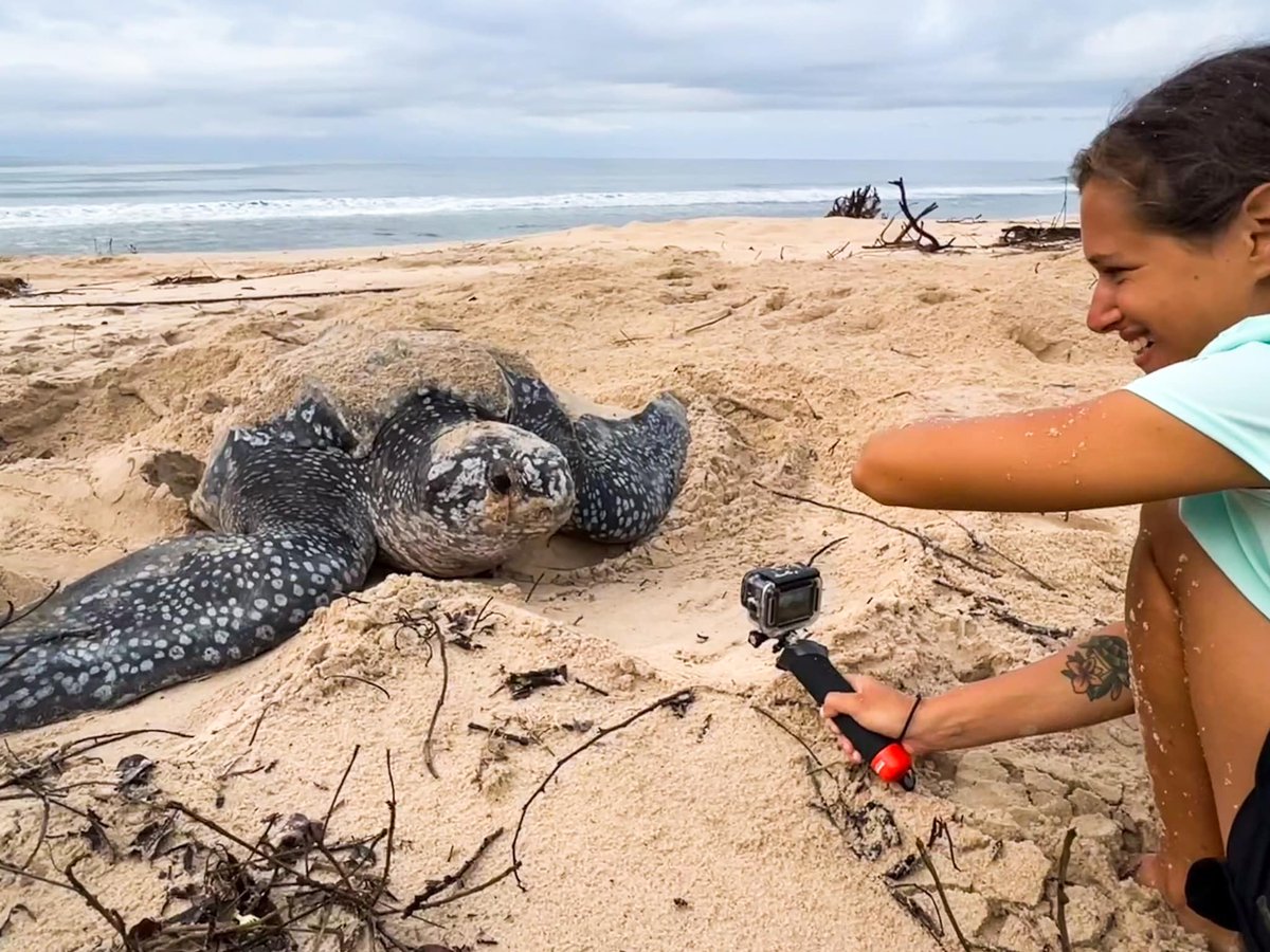 Continuing my month on incredible ocean-loving women, meet turtle-mad, Nats dos Santos,  a free-diving, sea turtle-researching, ocean-minded marine biologist.
clippings.me/natsdossantos?…
#marinebiology  #seaturtle #nelsonmandela #woman #diving #womenshistorymonth
