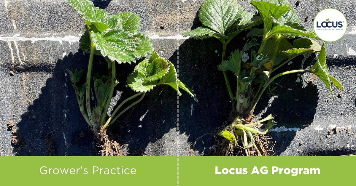 LocusAg's tweet photo. #FieldPicFriday - Locus AG biologicals are delivering consistent results for strawberry customers, who have reported seeing enhanced vigor, richer color, greater leaf volume, and larger leaves. Join the #Vitalinput movement and try our #biologicals today. #strawberryfarming https://t.co/aUlwDCHLly