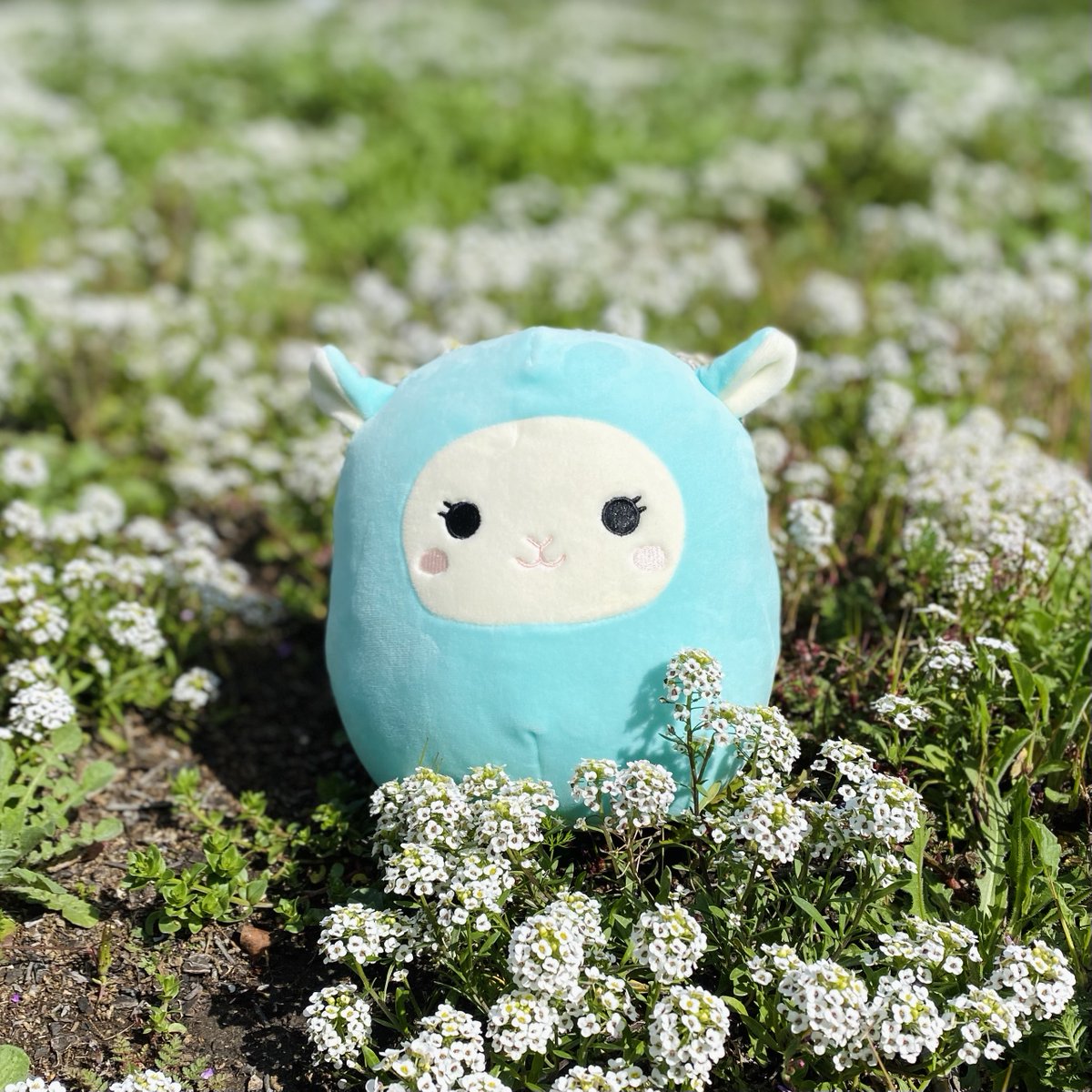 squishmallows tweet picture