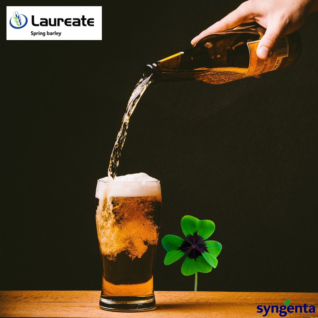 SyngentaUK's tweet image. 🍀 Happy St. Patrick's Day! 🍀
#LAUREATE is the leading spring malting barley in Ireland - high performing, high yielding AND with full approval for brewing and malt distilling... we think that's something to raise a glass to🍺
#StPatricksDay2023 #springbarley