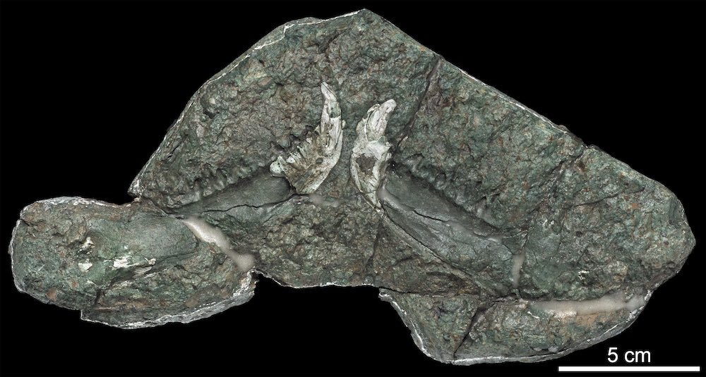 Darin Croft tweet media