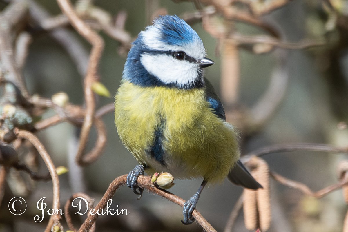 jon_deakin's tweet photo. The blue tits have been checking out the nest boxes again today. How exciting.
#birds @Natures_Voice https://t.co/3uYSOlH7N6
