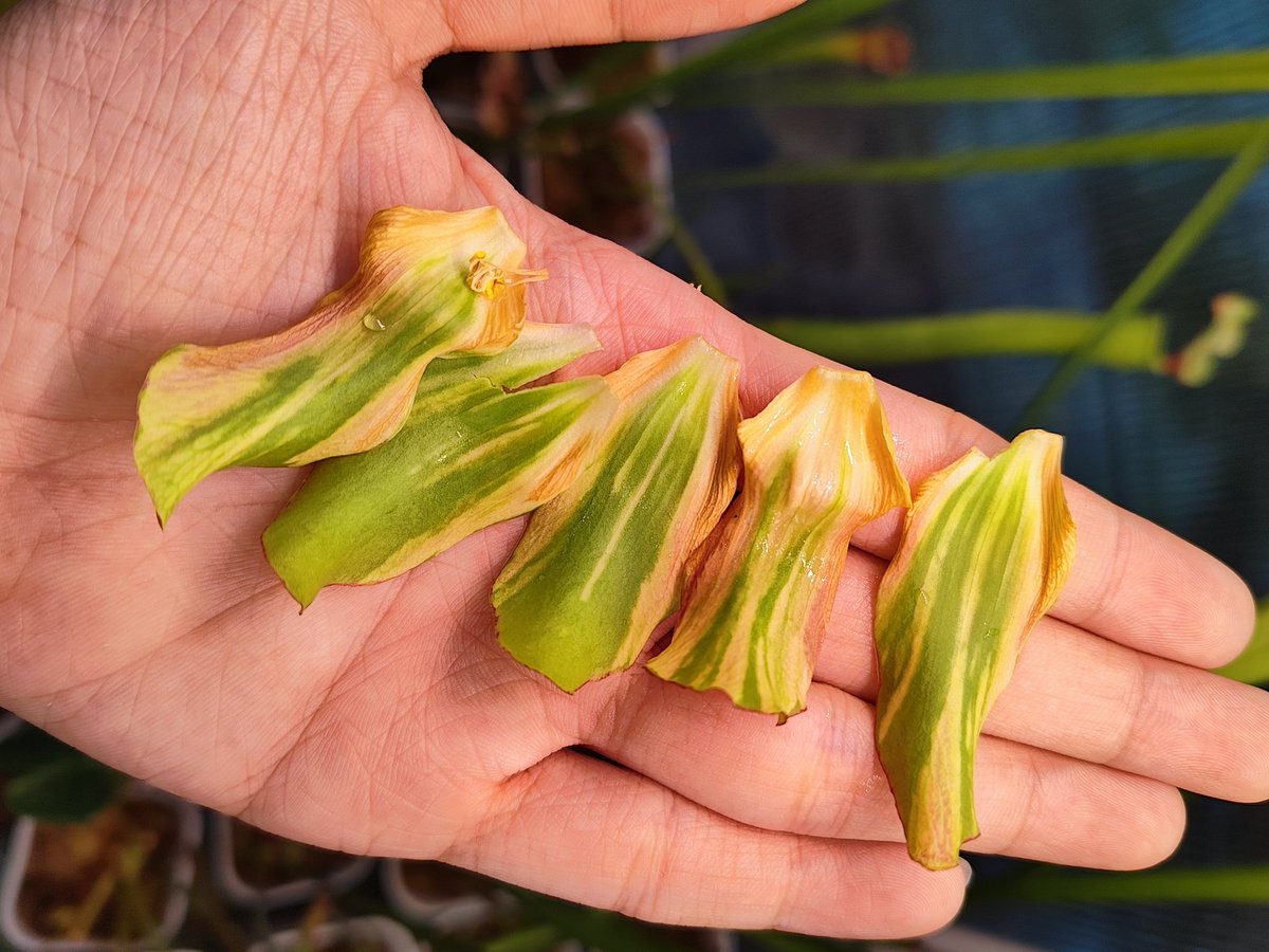 zczza2's tweet image. 第一次结束了，期待来年🤩