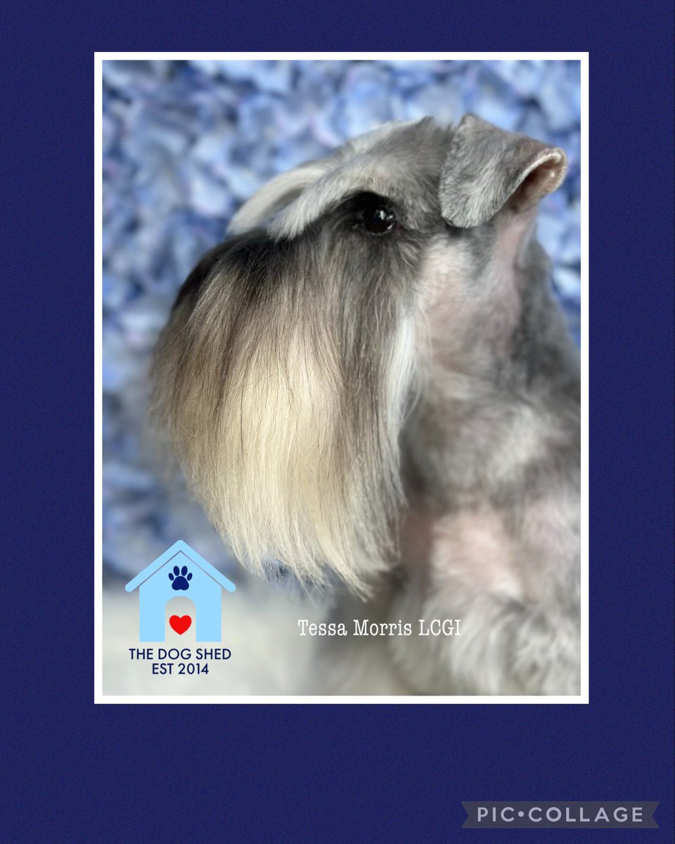 The_Dog_Shed's tweet photo. https://t.co/7PkstevyZr

https://t.co/nt5Nve6DB9
https://t.co/IIWSzSmit2 
https://t.co/PeXFsqT6g2 https://t.co/pk9hKYWuCq