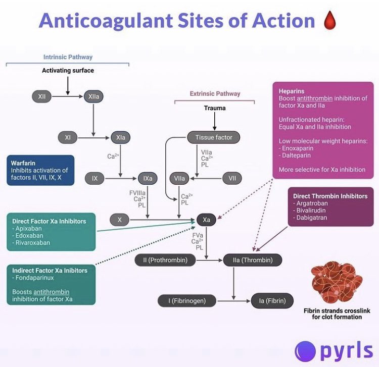 PyrlsApp's tweet image. Anticoagulant Sites of Action 🎯🩸

#TwitterRx #MedTwitter