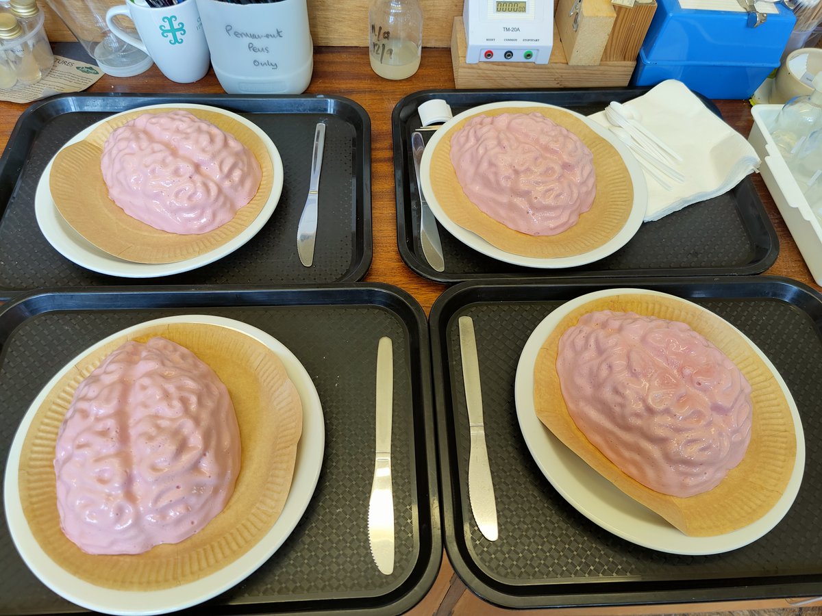 DownsideScience's tweet photo. jelly mousse brains ready for labelling for #britishscienceweek #BSW23 https://t.co/3N1DdKyTUw