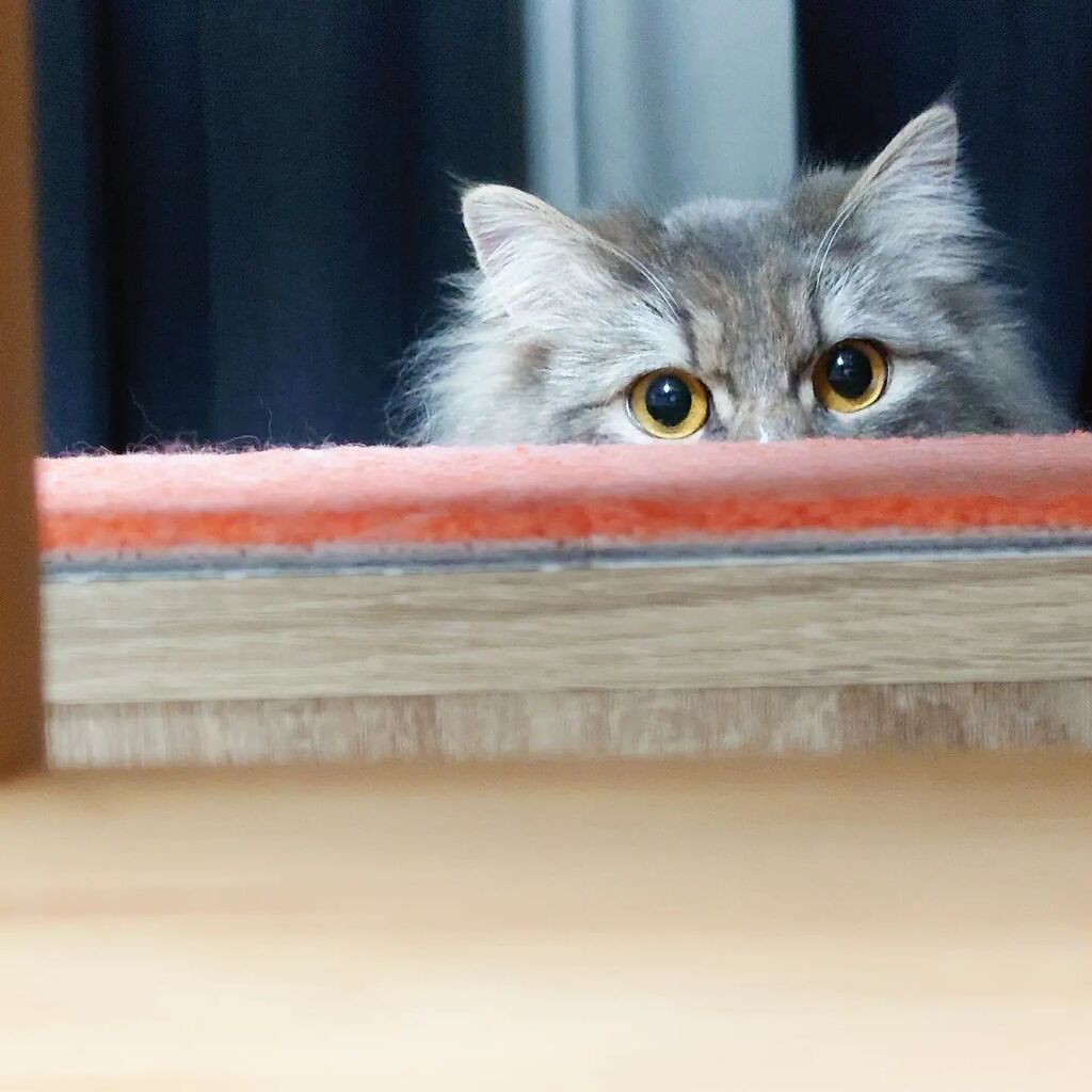 cat_rosmo's tweet photo. お目々バッチリ
#ロスモ #rosmo #猫 #ねこ写真 #猫写真 #cat #catphoto #catphotography #catstagram #ねこすたぐらむ #ねこのいる生活 #目線 #猫目 #cateyes #ノルウェージャンフォレストキャット #norwegianforestcat https://t.co/Ckn2E2Dm6b https://t.co/myY2hhkUTp