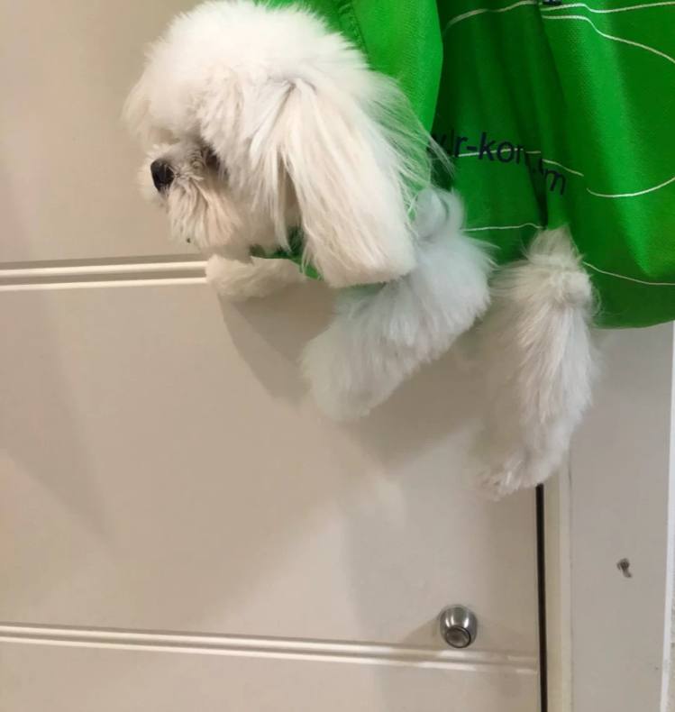 This is the fate of disobedience. Good food comes only with honesty. Do you still dare to be naughty after reading it?